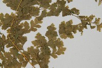 大膜蓋蕨藏品圖，第4張