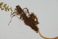 大膜蓋蕨藏品圖，第5張