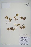 臺灣粉背蕨藏品圖，第1張