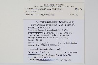 臺灣粉背蕨藏品圖，第2張