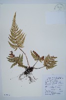 南海鱗毛蕨藏品圖，第1張