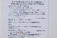 南海鱗毛蕨藏品圖，第2張