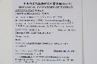 鐵角蕨藏品圖，第2張