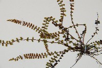 鐵角蕨藏品圖，第3張