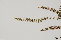 鐵角蕨藏品圖，第4張