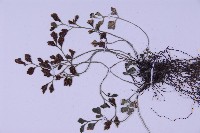 銀杏葉鐵角蕨藏品圖，第3張