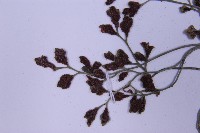 銀杏葉鐵角蕨藏品圖，第4張