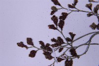 銀杏葉鐵角蕨藏品圖，第5張