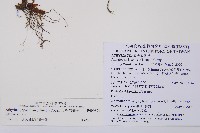 東洋蹄蓋蕨藏品圖，第2張