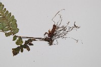 東洋蹄蓋蕨藏品圖，第3張