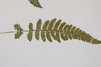 東洋蹄蓋蕨藏品圖，第5張