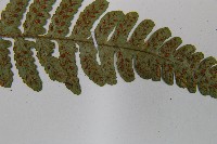 東洋蹄蓋蕨藏品圖，第6張