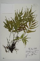 革葉鐵角蕨藏品圖，第1張