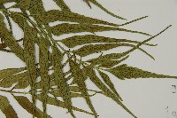 革葉鐵角蕨藏品圖，第3張