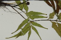 革葉鐵角蕨藏品圖，第4張