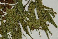 革葉鐵角蕨藏品圖，第5張