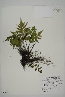 革葉鐵角蕨藏品圖，第1張