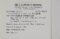 革葉鐵角蕨藏品圖，第2張