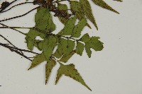 革葉鐵角蕨藏品圖，第3張