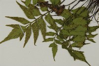 革葉鐵角蕨藏品圖，第4張