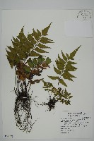 革葉鐵角蕨藏品圖，第1張