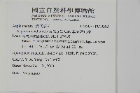 革葉鐵角蕨藏品圖，第2張