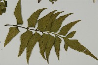 革葉鐵角蕨藏品圖，第3張