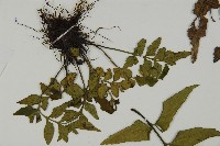 革葉鐵角蕨藏品圖，第4張