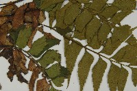 革葉鐵角蕨藏品圖，第5張