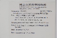 蘭嶼車前蕨藏品圖，第2張