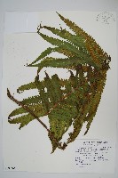 蘭嶼大葉毛蕨、蘭嶼圓脈蕨藏品圖，第1張