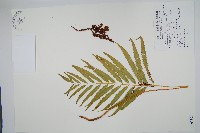 粗齒革葉紫萁藏品圖，第1張