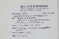 粗齒革葉紫萁藏品圖，第2張