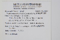 菲律賓厚葉蕨藏品圖，第2張