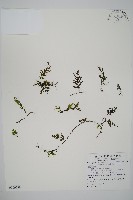 圓唇假脈蕨藏品圖，第1張