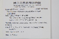 圓唇假脈蕨藏品圖，第2張