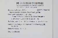 厚壁蕨藏品圖，第2張