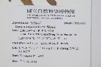 雙扇蕨藏品圖，第2張