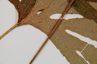 雙扇蕨藏品圖，第3張