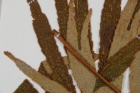 雙扇蕨藏品圖，第4張