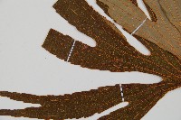 雙扇蕨藏品圖，第5張