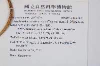 小葉複葉耳蕨藏品圖，第2張