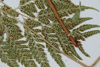 小葉複葉耳蕨藏品圖，第3張