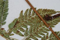 小葉複葉耳蕨藏品圖，第4張