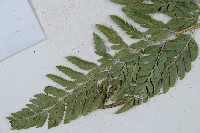 小葉複葉耳蕨藏品圖，第5張