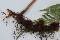 小葉複葉耳蕨藏品圖，第6張