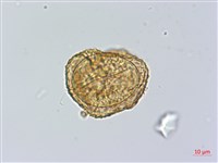 小葉複葉耳蕨藏品圖，第2張