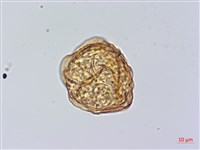 小葉複葉耳蕨藏品圖，第3張