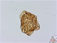 小葉複葉耳蕨藏品圖，第4張