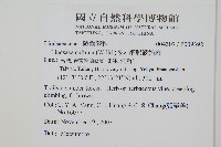 網脈鱗始蕨藏品圖，第2張